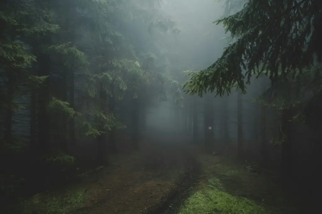 Camino que se pierde en un bosque con niebla