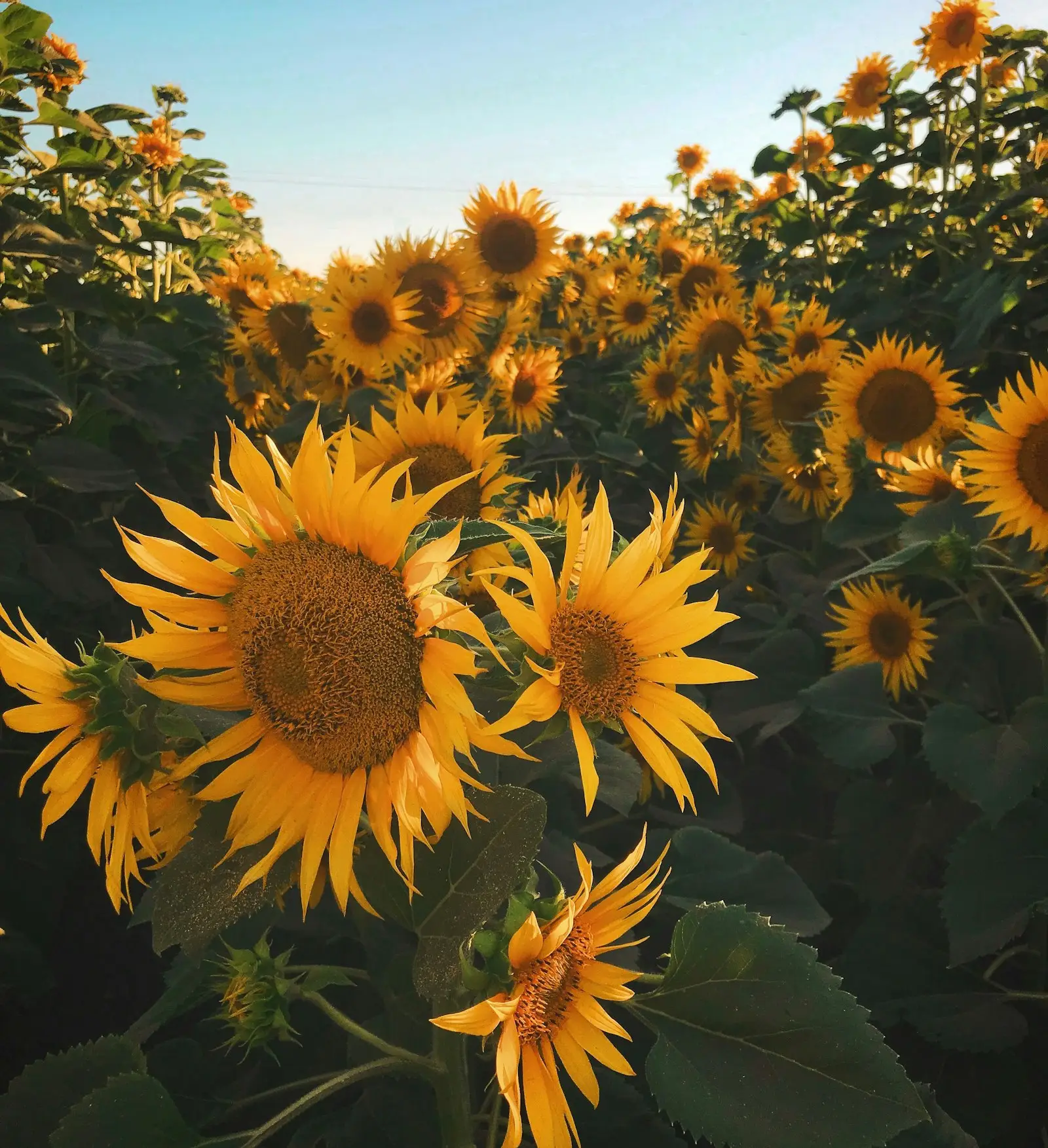 Campo de girasoles con el patrón de sus pétalos y semillas
